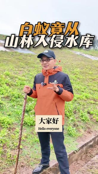 水库区域遭到白蚁入侵,经过排查,白蚁的来源竟是来自两侧山林,属于外部蔓延侵入。#白蚁防治培训 #消杀技术培训 #蓝博旺虫控商学院 #有害生物防治培训 #消杀资质申办