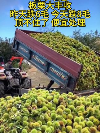 #丰收的季节硕果累累 #板栗 #新鲜采摘 #秋天的乡村生活别有一番风味#优质农产品