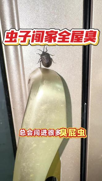 到春夏回暖,家里阳台、窗边、门缝,总会闯进很多臭屁虫!很多人不了解,臭屁虫学名椿象!平时喜欢藏在缝隙、窗框、阴暗角落栖息,受到触碰就会释放奇臭无比的体液,沾染在衣服、家具上异味久久散不去,而且会慢慢成群入户,越聚越多。日常打扫很难彻底规避,单纯驱赶也只是暂时走开,想要居家安稳不被打扰,可以用上这款家用呋虫胺喷雾剂,提前在入户点位做预防,温和长效防护!轻松远离臭屁虫困扰,守护居家舒适环境!
#臭屁虫 #居家防虫 #生活小科普 #家庭除虫