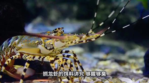 #户外抓
有啥抓龙虾好办法吗。