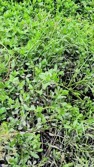 稻虾田龙虾塘安全除草组合 稻虾田除水花生水葫芦狐尾藻游草等恶性杂草安全组合来了#水花生专杀套餐 #小龙虾养殖#稻虾共作 #稻虾养殖#养殖好物推荐