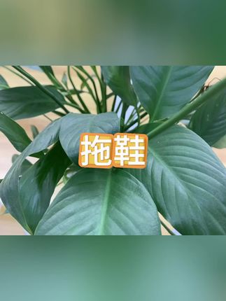 #拖鞋#凉鞋#女士拖鞋