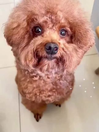 #科学养宠攻略 #驱虫#新手养狗 #萌宠出道计划