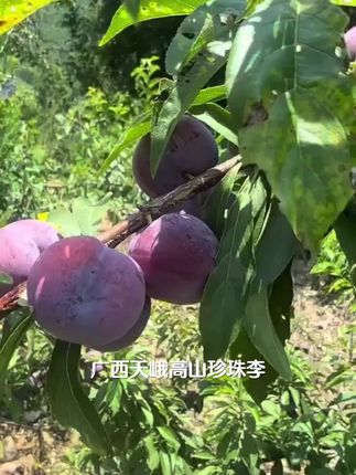【顺丰包邮】广西天峨高山珍珠李新鲜现摘脆甜多汁应季水果