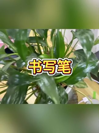 #书写笔 #笔 #文具