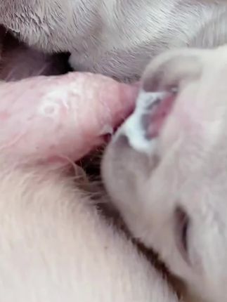母狗产后奶水不足,狗狗料理加异物奶水多到止不住,狗狗产后奶水少不下,奶奶质差造成小狗吃不饱的情况。分享,我平时这个奶霸王只需狗狗食物中加入奶霸王,三到五天就能看到奶水明显增多。#宠物养护 #可爱小奶狗 #记录宠物的日常生活 #宠物养殖