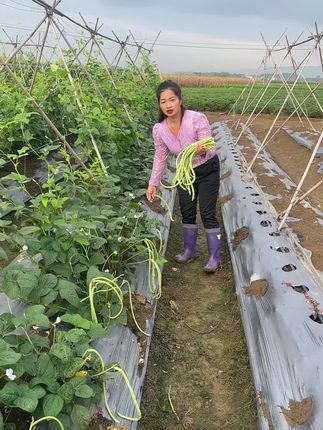 青甜豆,夏季育苗10天可以移栽,移栽下去40天可以卖豆。#农村生活