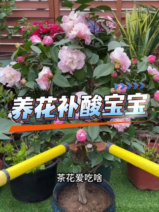 每盆花都浇一浇, 用不了多久花苞蹭蹭冒,就是用这个酸宝宝给花补酸#养花 #酸宝宝 #养花小知识