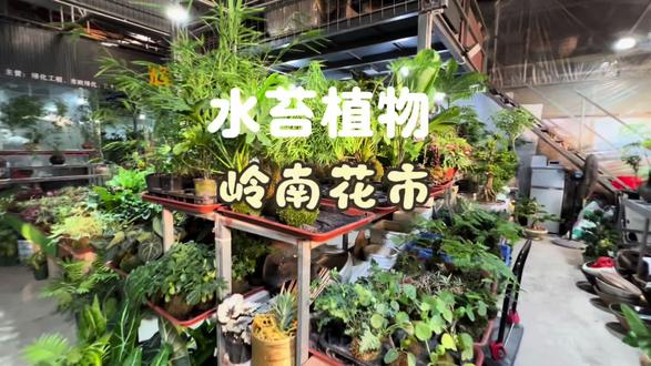 懒人必养的水苔植物 岭南花卉市场很多这种用苔藓培植的室内植物,好养又好看。#生活家居 #岭南花卉市场 #绿植鲜花 #养花日常