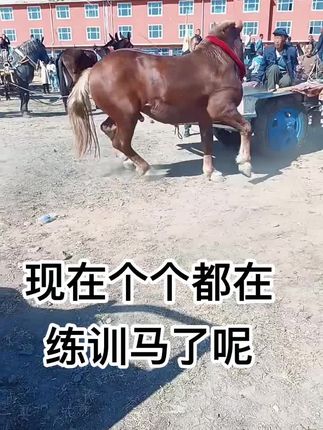 #上热门 #马场 #马到成功 #马术俱乐部 #小矮马 @DOU+上热门 @抖音小助手 @DOU+小助手