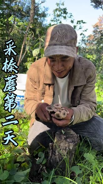 采蘑菇的第二天,感谢大自然的馈赠,采蘑菇的快乐,只有亲身采过的人才懂,太治愈了,收获满满#采蘑菇 #采蘑菇的季节 #野生菌 #农村生活