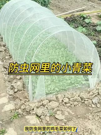 大棚防虫网农用养殖场菜地果园网厂家直销防鸟病虫果蝇白粉虱纱网#农业种植 #三农 #三农种植 #抖音助力三农上热门 #在家种菜