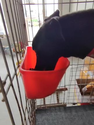 夏季天热狗狗的身边要一直都有水喝#养狗经验分享 #新手养狗 #狗笼 #养狗人 #狗狗用品