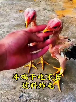 #斗鸡#高质量斗鸡#斗鸡养殖#斗鸡养殖技术#斗鸡文化