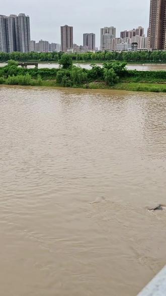 渭河咸阳段又涨水了…