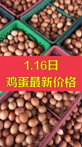 1.16日鸡蛋最新价格
#养鸡人#养鸡#养蛋鸡
@抖音小助手 @DOU+小助手