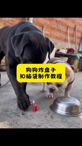 狗狗玩炮仗炸盆子扣脑袋制作教程 ai狗子炸盘子扣脑袋视频制作ai狗狗玩炮仗炸盆子ai狗狗玩炮仗特效ai狗狗炸盘子视视ai狗狗玩耍炸盘子ai狗狗春节玩炮仗ai狗狗ai猫咪ai宠物玩炮仗特效ai狗炸盘子指令ai特效ai指令#剪映 #这狗真的成精了 #ai狗炸盆子#狗狗搞笑视频 #狗狗搞笑日常