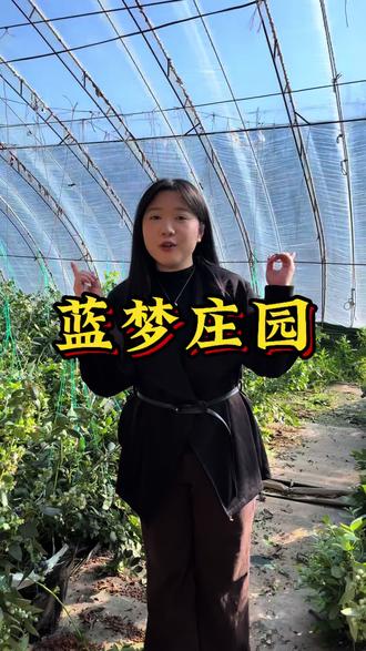 周末好去处,蓝莓采摘园#采摘蓝莓 #蓝莓采摘园 #采摘园里乐趣多 #周末去哪儿 #承德采摘