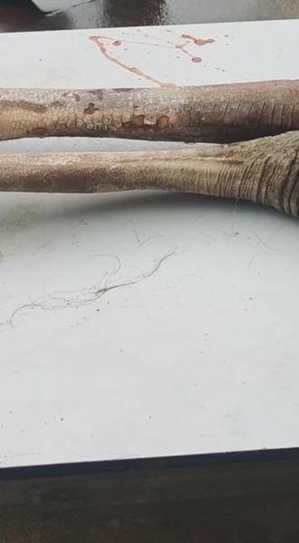 鸵鸟脚怎能不爱#上热门 #这就是农村人 #农村人的生活 #我是一个农村人