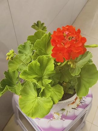 #发圈头绳皮筋#抓夹#饰品搭配#好物分享