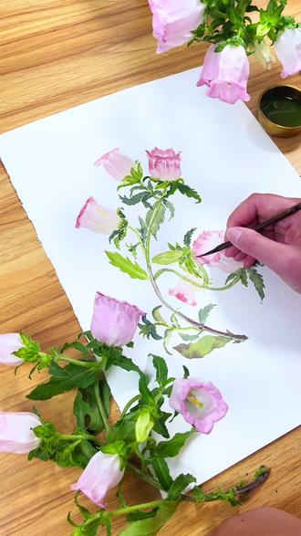风铃花|花香如铃,静听风起
我如此安静
仿佛在等待一个
无需宣之于口的共鸣♥️
不同颜色风铃花的花语
白色风铃花花语有两层含义,第一种花语是感谢,能用来表示自己内心的感激之情。可将此花送给自己想要感谢的人,也能表示出自己的心意。第二种花语是嫉妒,这个花语主要是源于希腊故事。
💙蓝色风铃草
蓝色风铃草花语含义是永远的牵绊,一生的羁绊,表示两个人一直的牵绊,无法分离。
💜紫色风铃草
紫色风铃草的花语不太好,它的花语是悲伤的爱,表示感情有些不顺利,也表示一种难以圆满的感情。
💖粉色风铃草
粉色风铃草代表创造力。在意大利曾有一个伟大的诗人圣帕里努斯,他曾给世人留下很多优美的诗歌。而为了纪念他,风铃草的花语便有了创造力这一层含义。#风铃花 #水彩花卉写生#粉色风铃花 #创作灵感上热门 #风铃花花语