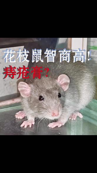 小鼠!!!🥺#花枝鼠 #花枝鼠日常
