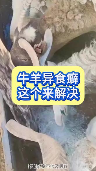 钙磷十八补,补充营养和微量元素#养羊 #羊群补营养#养羊人 #科学养羊 @抖音小助手 @DOU+小助手