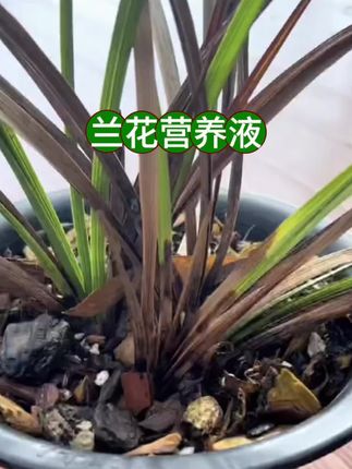 兰花叶子发黄该怎么办?如果你的兰花出现黄叶,你可以试试这个兰花黄叶专用营养液#兰花营养液 #兰花专用 #养花小知识 #花卉绿植 #兰花种植