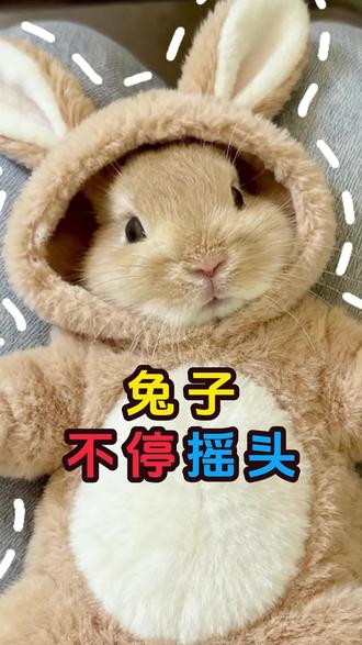 兔子不停摇头 #兔子 #宠物兔 #兔兔这么可爱 #宠物知识