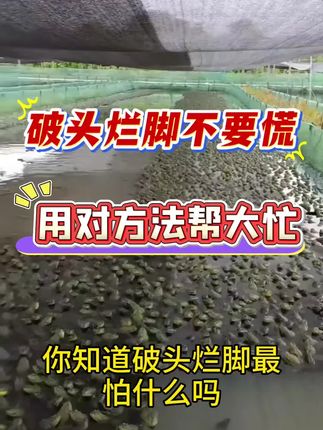 #牛蛙养殖 #牛蛙养殖技术 #青蛙#泰蛙#石蛙