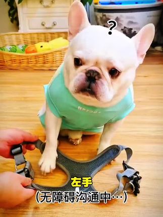 狗链子溜狗绳背心式可调节耐磨胸背带泰迪柯基法斗中型小型牵引绳#萌宠 #宠物用品 #萌宠动物 #萌宠计划出道