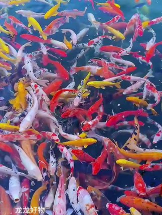 观赏鱼锦鲤 #锦鲤 #观赏鱼 #锦鲤鱼池#好运锦鲤#精品锦鲤