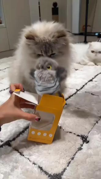 #好物推荐 毛绒小鸟电动扑腾宠物猫玩具逗猫发声引力猫咪玩具跨境小鸟猫玩具#毛绒小鸟 #猫玩具 #电动小鸟 #逗猫棒