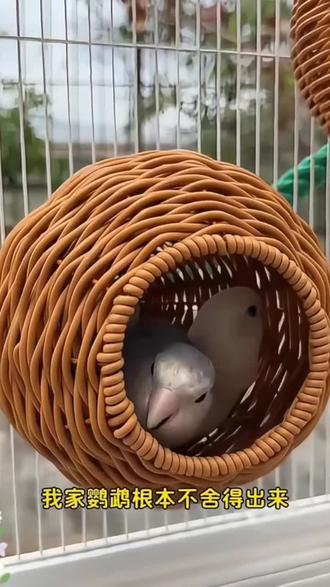 #鸟窝 #仿藤编鸟窝 #鹦鹉窝 #耐咬鸟窝 仿藤编鸟窝鹦鹉窝藤条耐咬夏季四季通用牡丹玄凤虎皮鸟窝 #好物推荐
