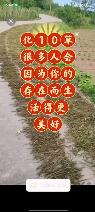 化石草,大自然的馈赠!