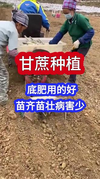 甘蔗底肥用的好,苗齐苗壮病害少#甘蔗底肥宝#甘蔗施肥#甘蔗管理#甘蔗种植