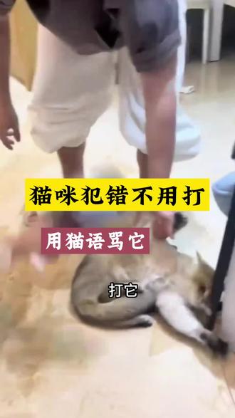 猫咪犯错不用打,用猫语骂它#猫咪#养猫人#铲屎官#新手养猫攻略#科学养猫