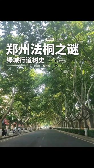 郑州遍地法桐,背后藏着无奈原因,本土桐树、泡桐惨遭淘汰 #真实生活分享计划 #郑州梧桐树街道 #法梧桐树 #中原区梧桐街道 #郑州梧桐树