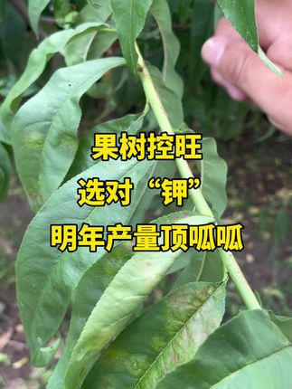 桃树种植#桃树控旺#果树种植 #果树管理