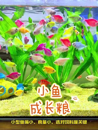 小型微粒热带鱼鱼粮饲料孔雀鱼鱼饲料孔雀红绿灯斗鱼观赏鱼鱼食#观赏鱼世界 #鱼缸里的大自然 #原创视频 #轻松养鱼 #观赏鱼