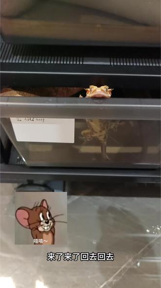 日常检查爬柜#异宠 #宠物知识 #一般人不告诉他 #睫角守宫 #瘤尾守宫