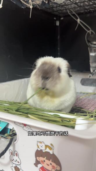 直播间礼物试吃 抽猪猪类的手气一直不错,还有一个在路上的南提,烘干是这么香,但是我还是会坚持全晒干喂养的,毕竟黄金粑粑不容易,他糙养的肠胃特别好#荷兰猪 #豚鼠 #天竺鼠 #直播间 #试吃