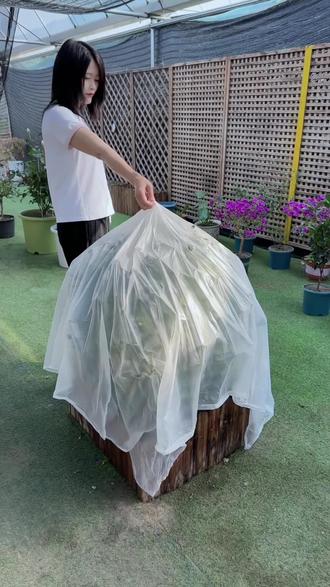 想要养好月季花,记住这几句口诀,你也是养月季高手#月季 #养护小知识 #种植小技巧 #花卉绿植#爱生活爱养花
