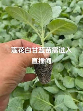 #优质农产品 #农业种植 #优质种苗 #优质种苗
