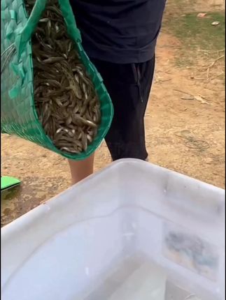 大家有没有吃过这种火焙小黄鱼,它的头比较大,身子小,肉嘟嘟的,无沙无骨不苦哦 #小黄鱼 #湖南特产 #农村美食 #小时候的味道