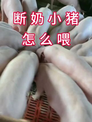 断奶小猪怎么喂#养猪 #三农 #养猪人 #雄牧猪日长 #育肥猪