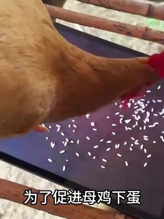 他用平板给母鸡喂食 #五香卤蛋 #卤蛋