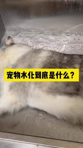 宠物水化到底是什么?#宠物善终 #宠物水化 #宠物火化 #宠物 #宠物知识