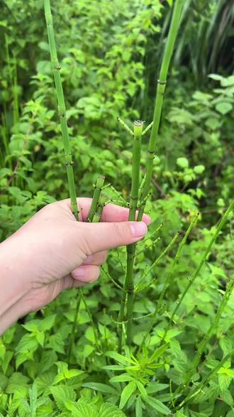 木贼也叫节节草#草本植物