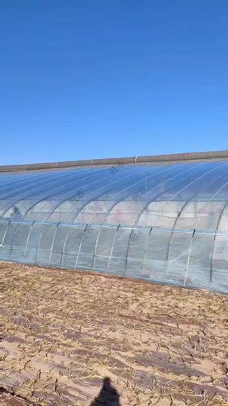 用了三年的po膜,透光率还是这么好#大棚膜 #无滴膜 #po膜 #种植棚 #草莓棚